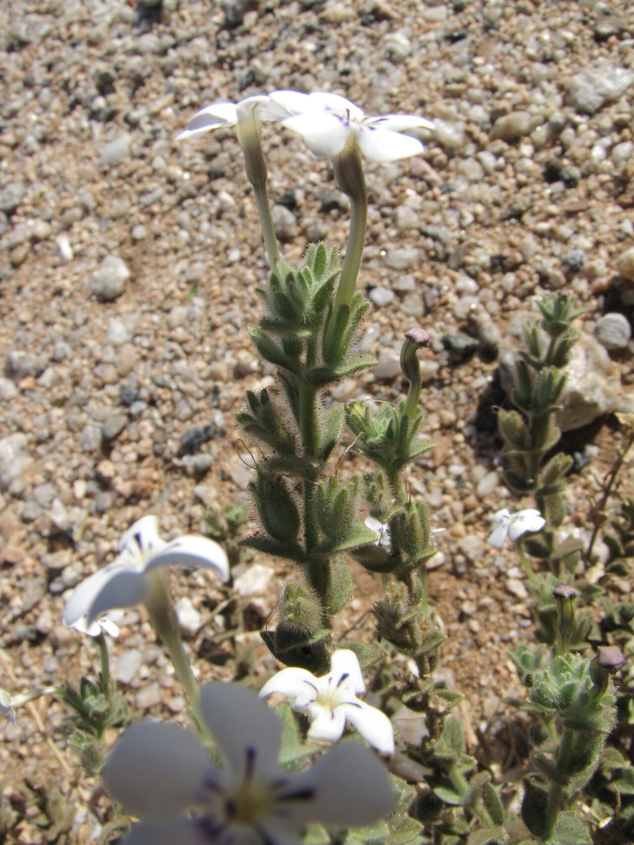 Jamesbrittenia maxii — related species from the same genus