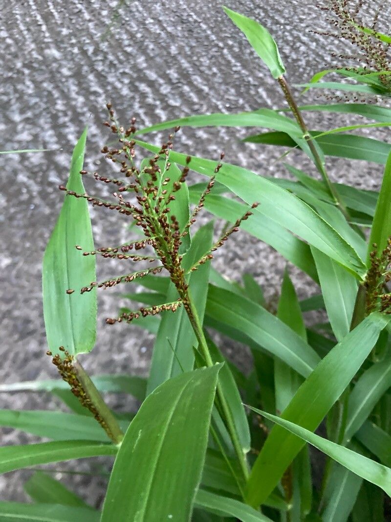 Brachiaria fasciculata fruit