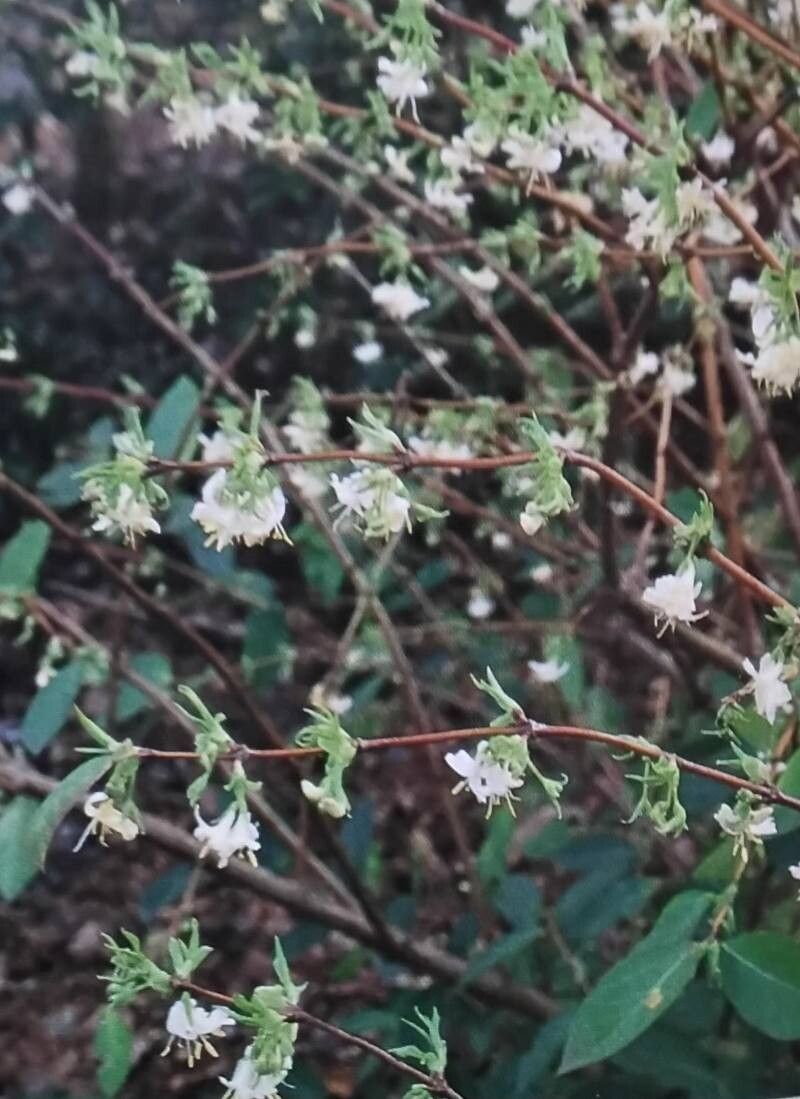 Lonicera × purpusii flower