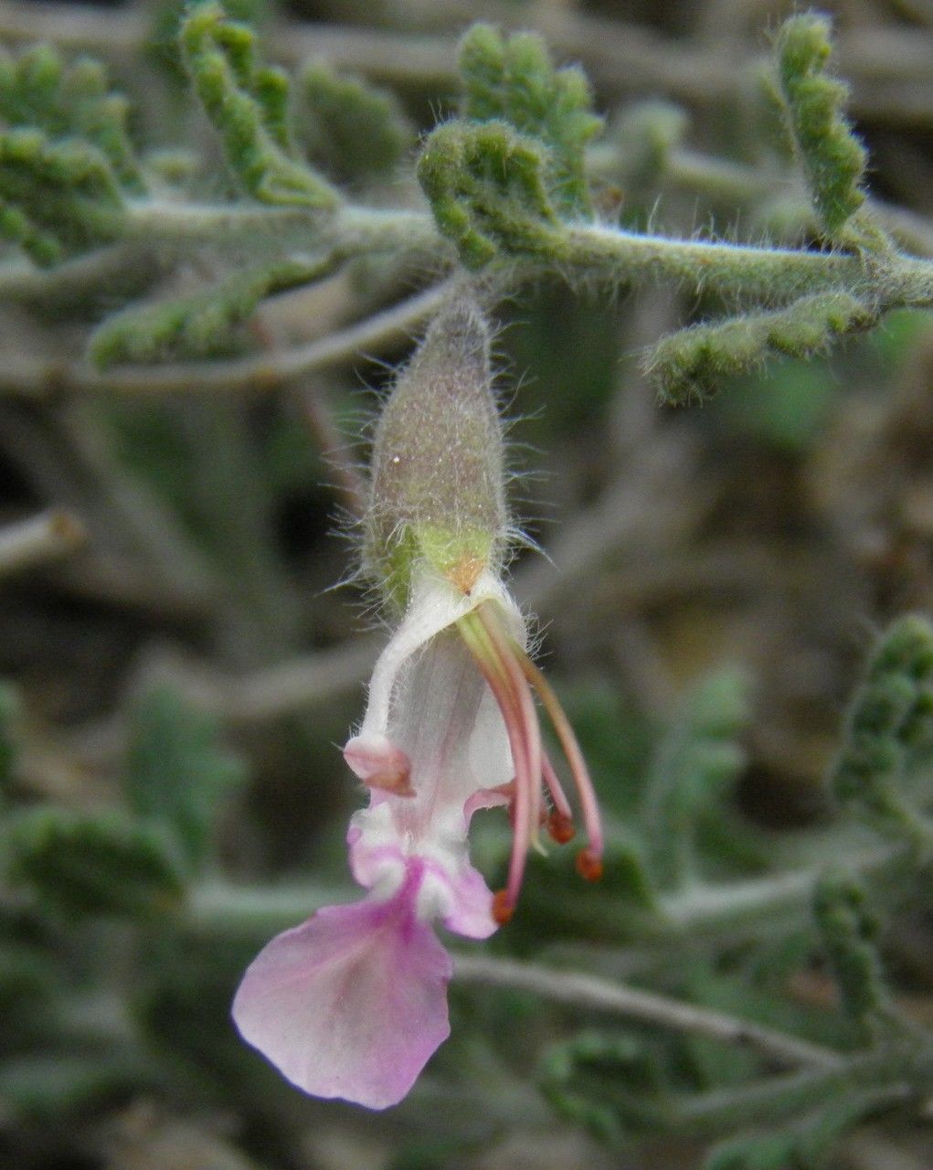 Teucrium freynii — search result for 'Teucrium'