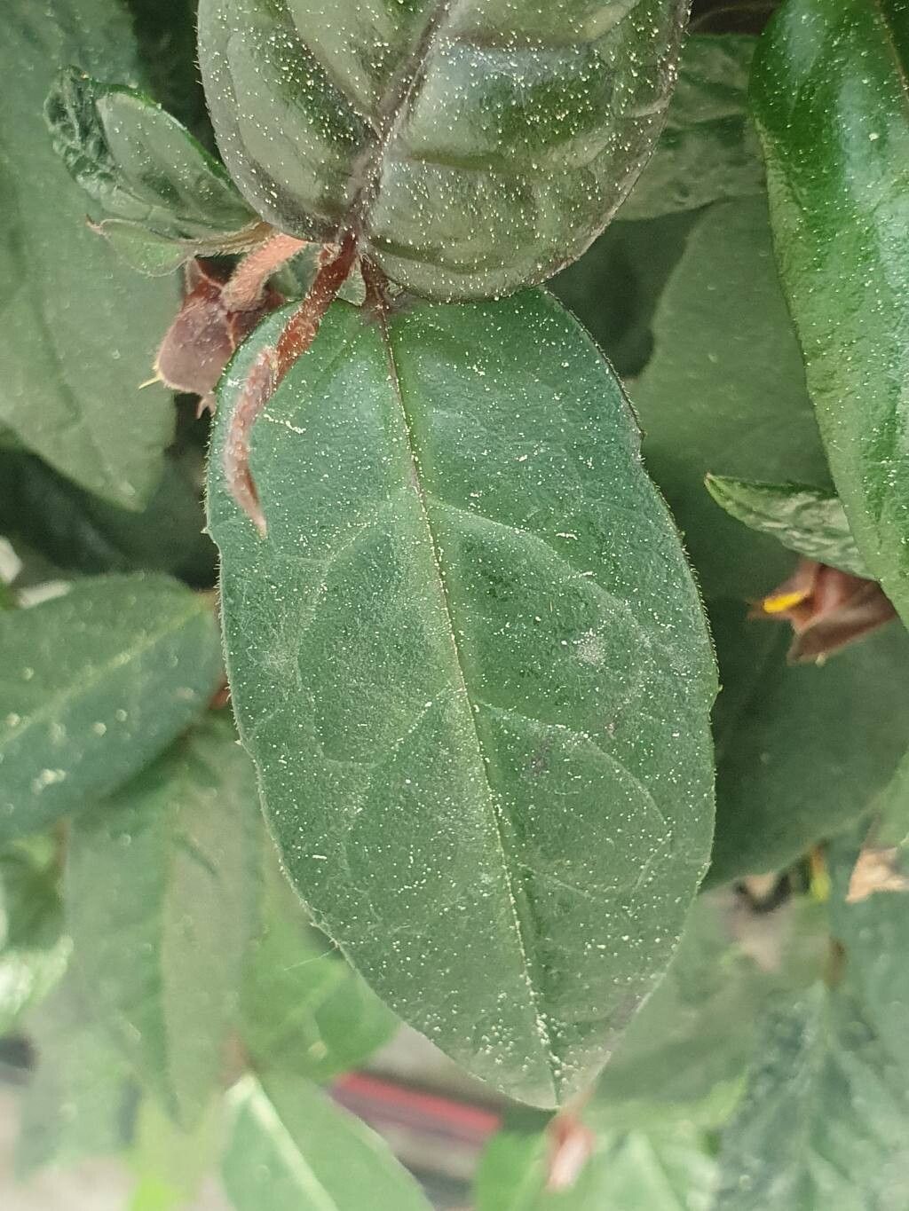 Hibbertia dentata leaf