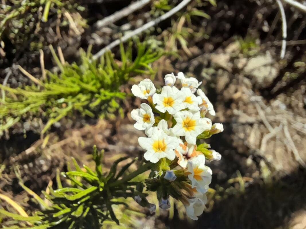 Heliotropium stenophyllum — search result for 'Heliotropium'
