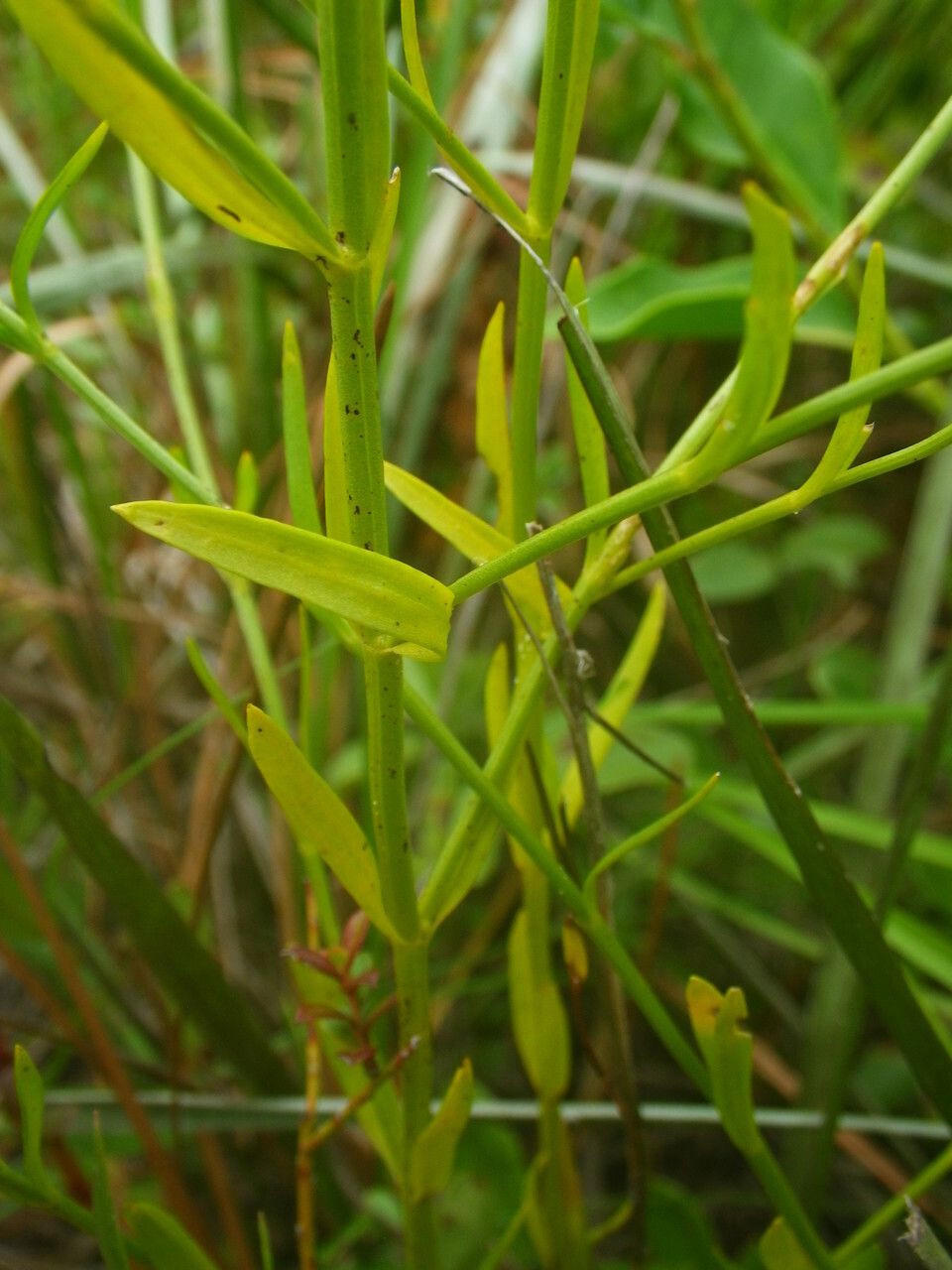 Sabatia brevifolia — search result for 'Gentianaceae'