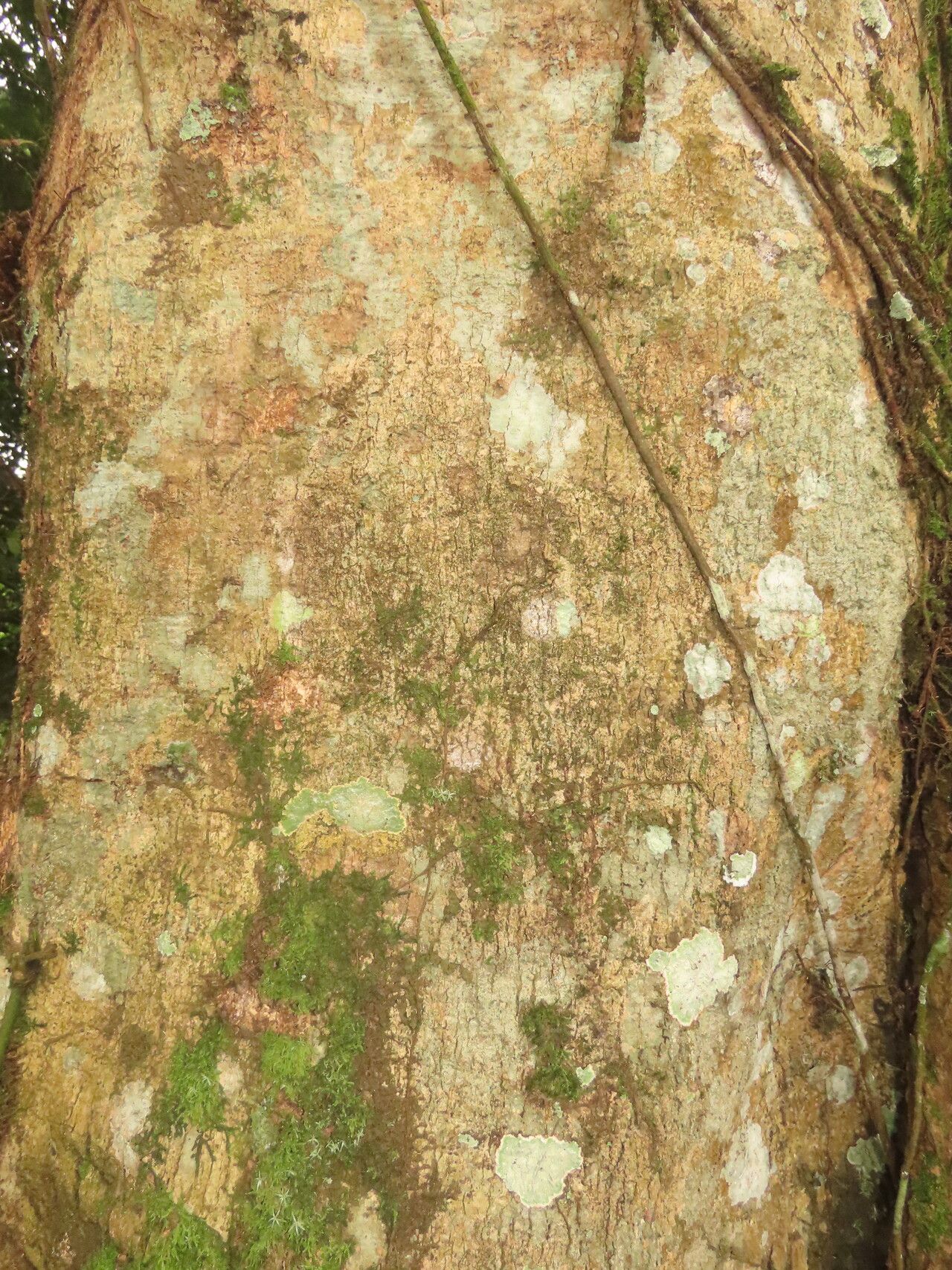 Magnolia gloriensis bark