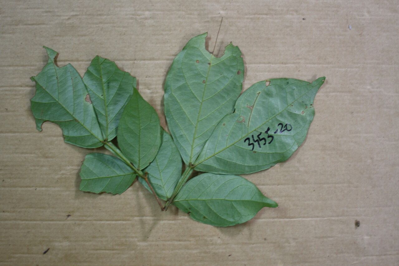 Inga brachystachys — houseplant care guide