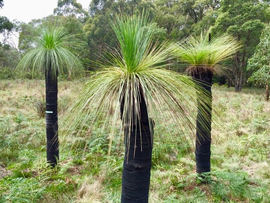 Xanthorrhoea johnsonii — related species from the same genus