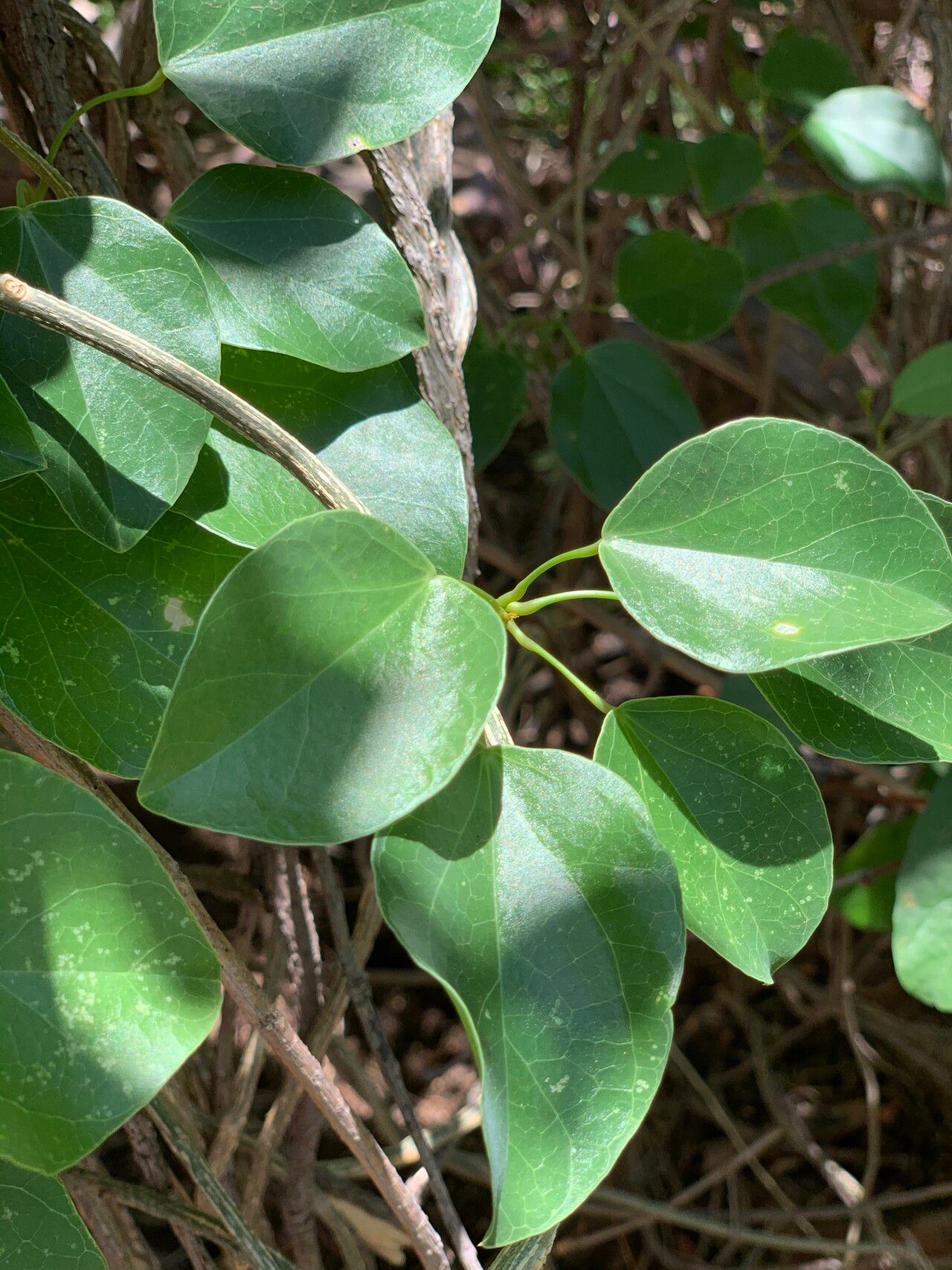 Tinospora tenera leaf