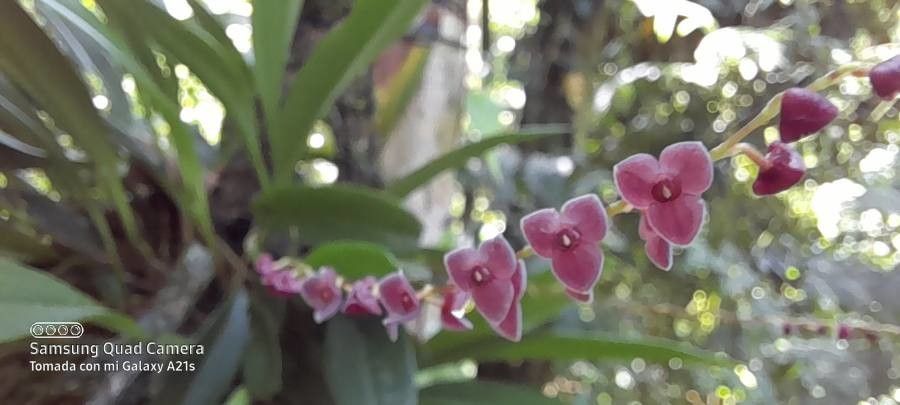 Stelis hammelii — houseplant care guide