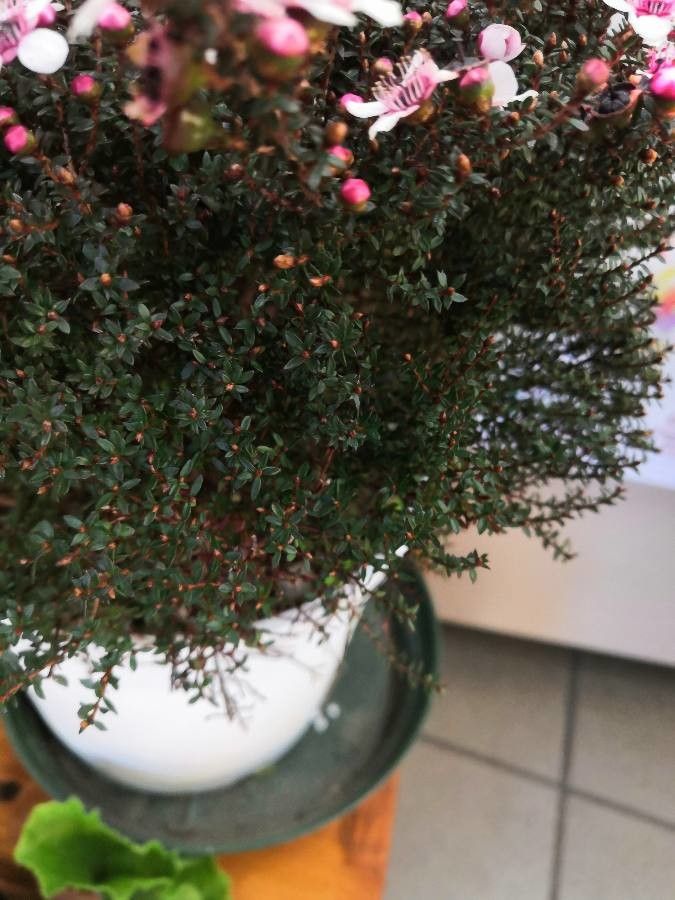 Leptospermum rotundifolium — search result for 'Myrtaceae'