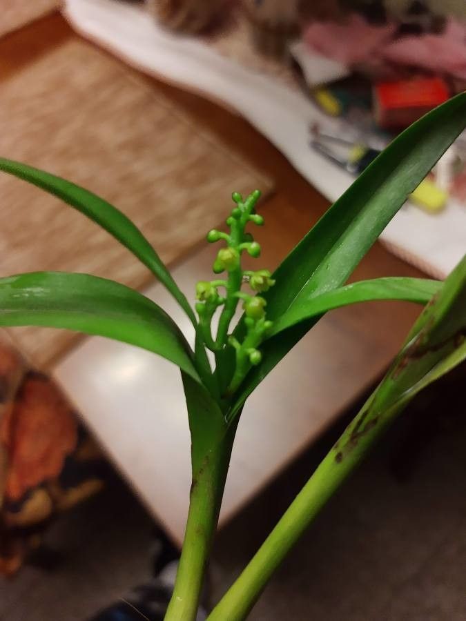 Polystachya foliosa — houseplant care guide