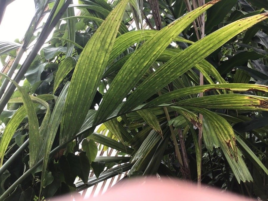 Areca catechu leaf
