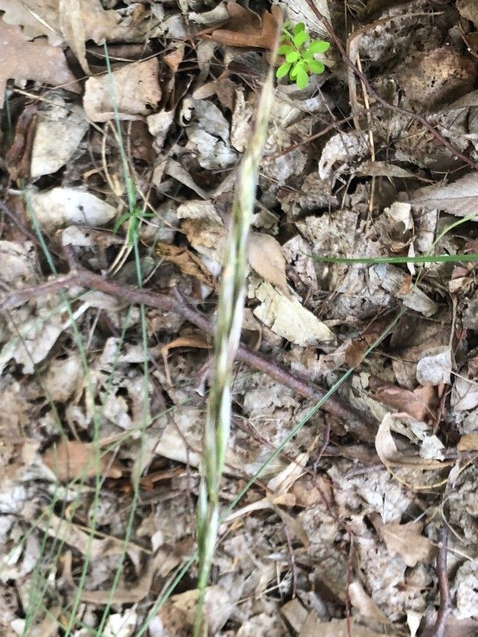 Helictochloa hackelii fruit