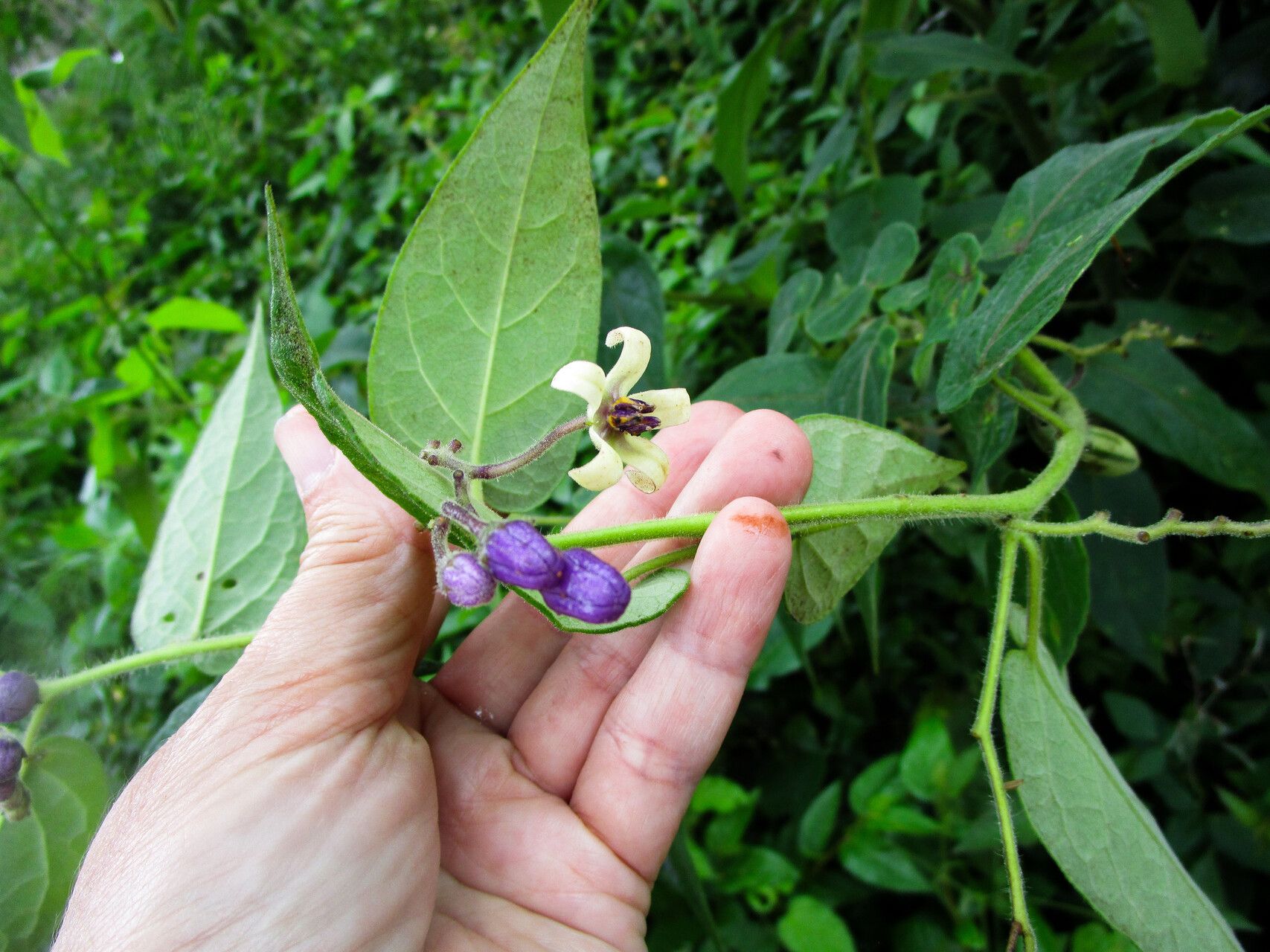 Solanum sciadostylis flower