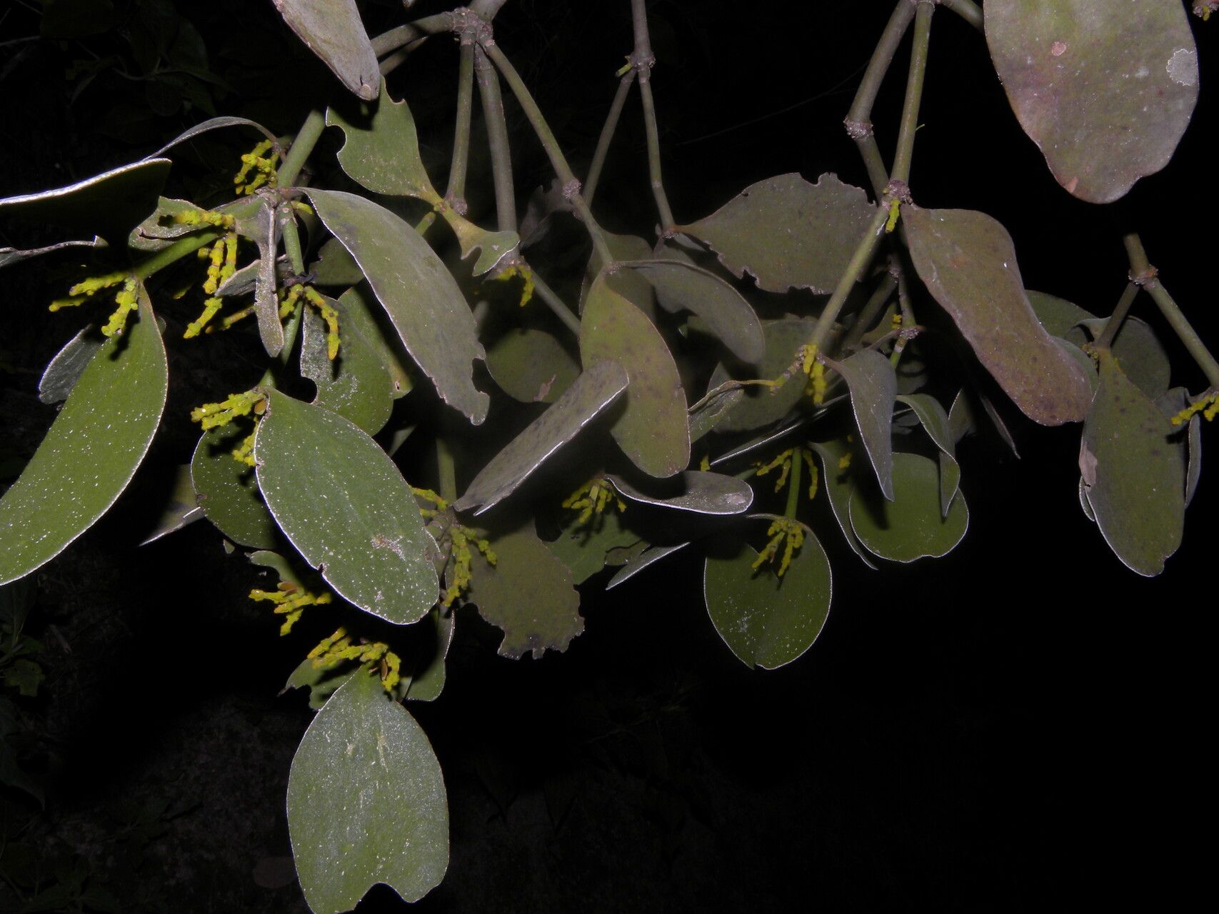 Phoradendron robustissimum leaf