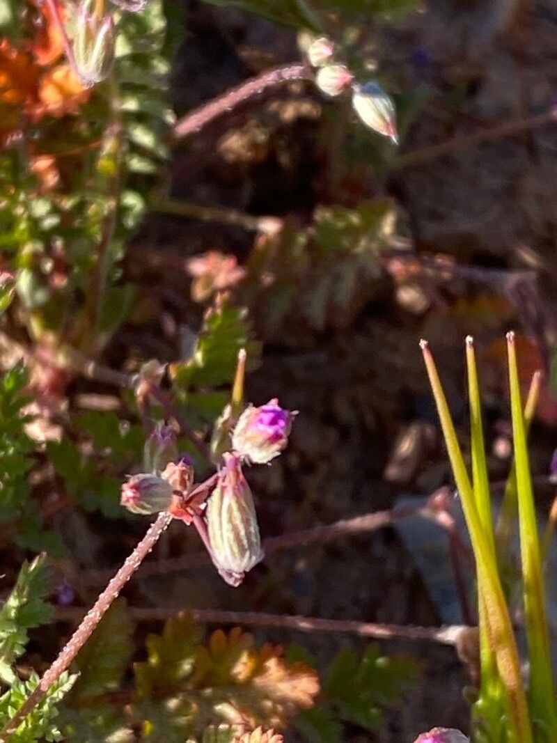 Erodium brachycarpum flower