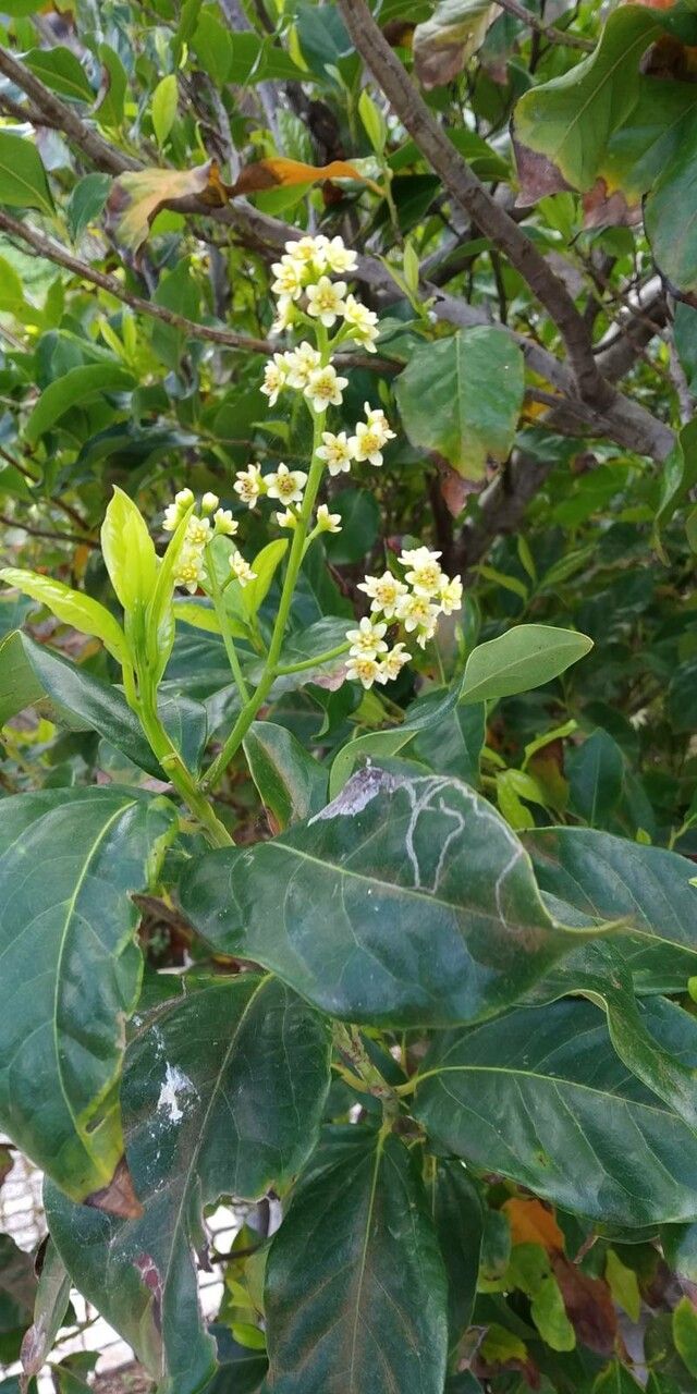 Ocotea foetens flower