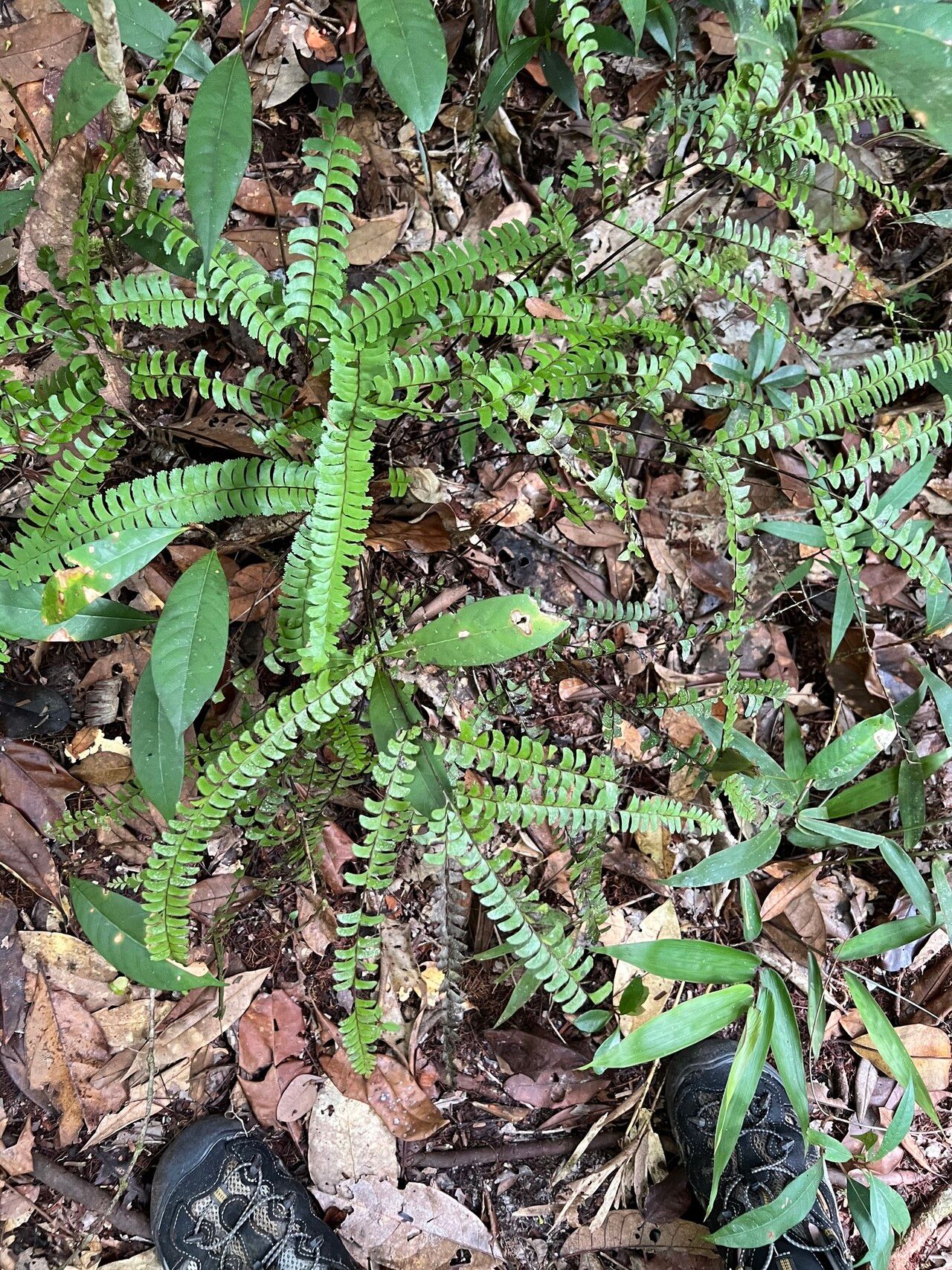 Lindsaea tetraptera — houseplant care guide