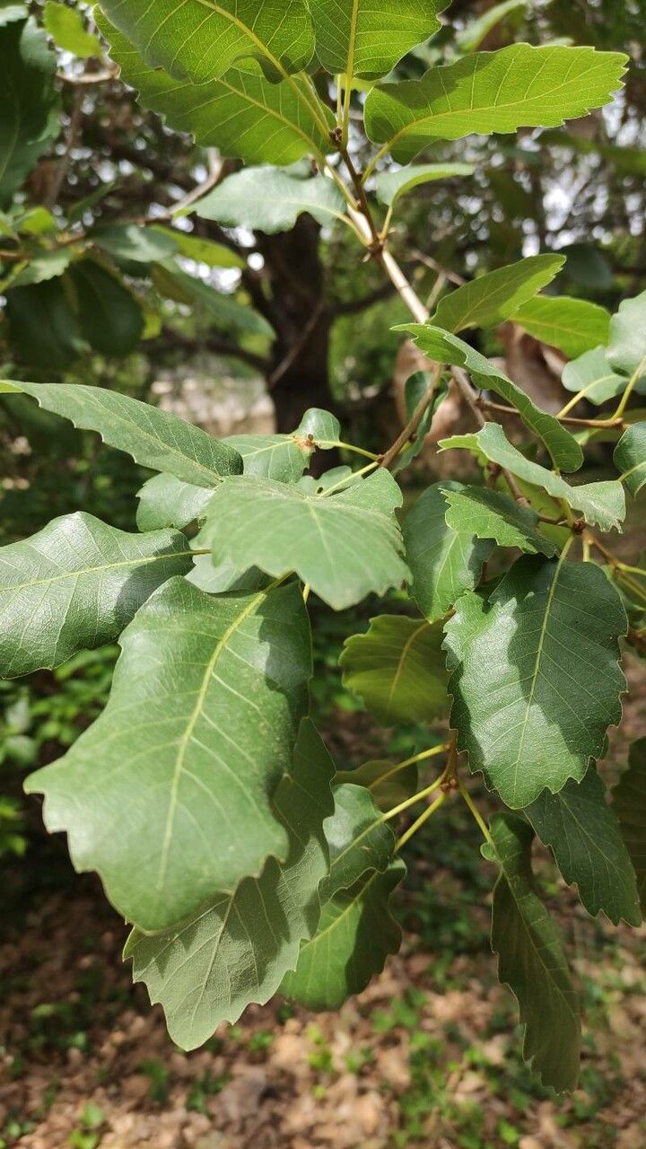 Quercus infectoria leaf