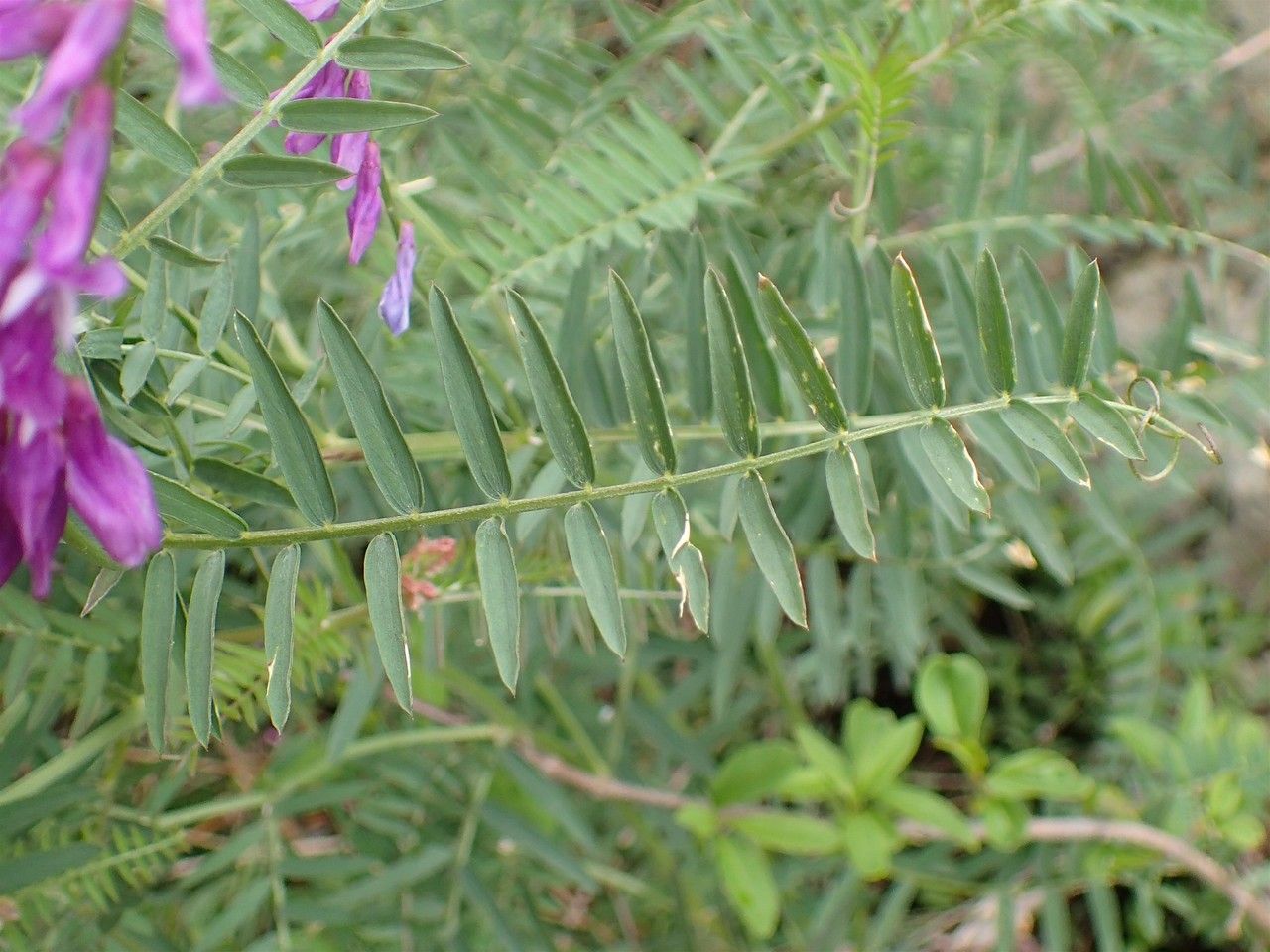 Vicia tenuifolia leaf