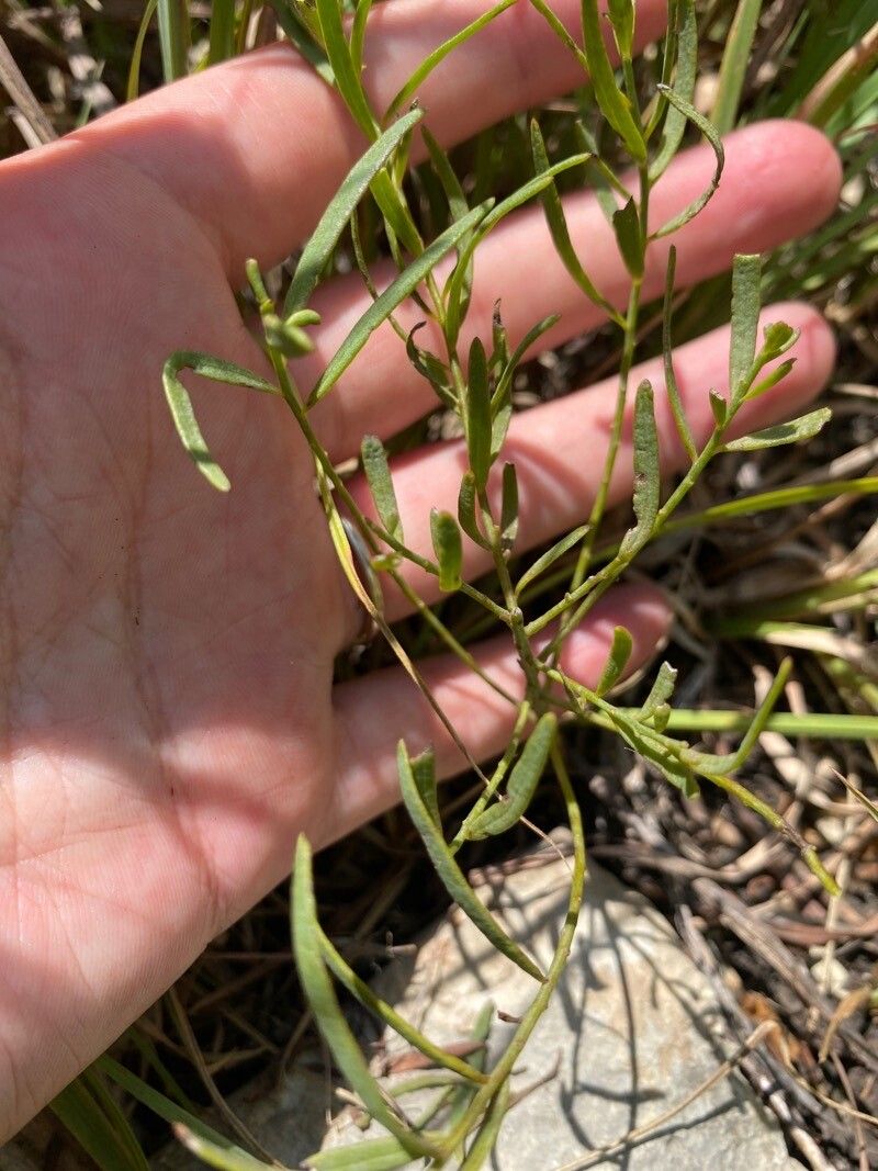 Polygala verticillata leaf