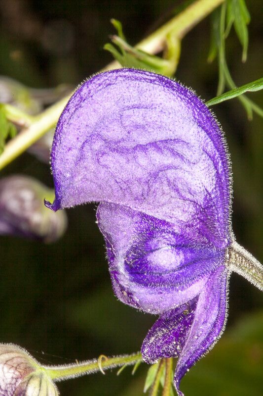Aconitum burnatii flower