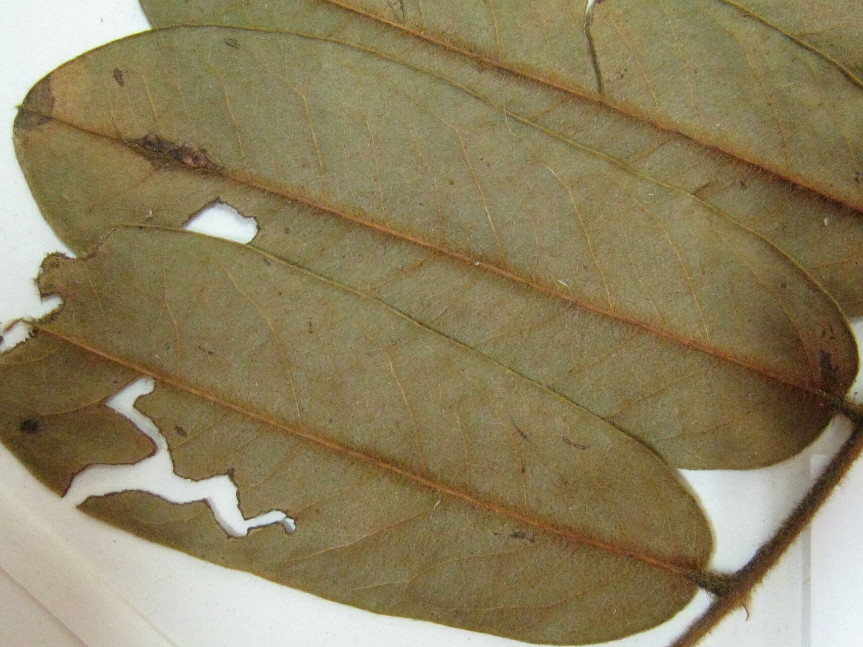 Hymenolobium heterocarpum other