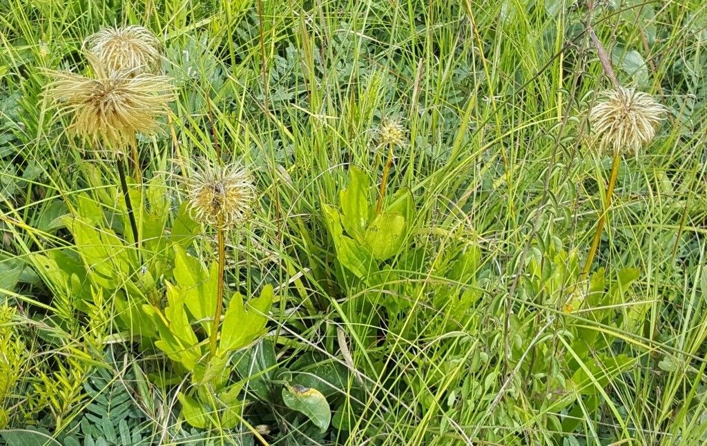 Clematis chrysocarpa habit