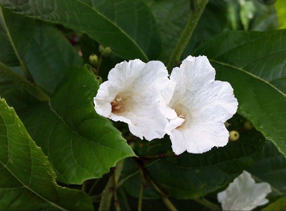 Cordia superba flower