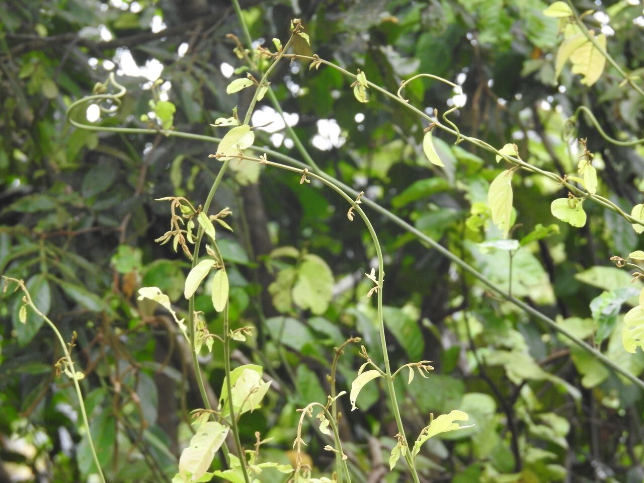 Combretum pyramidatum habit