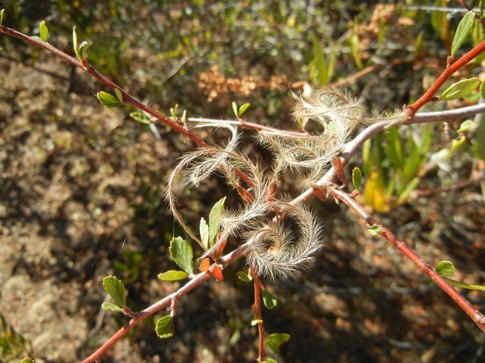 Cercocarpus montanus fruit