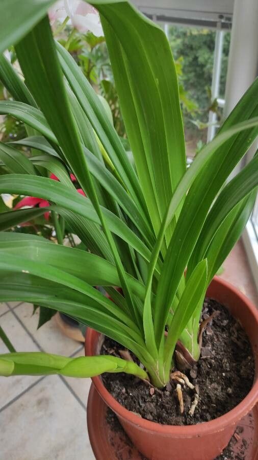 Cymbidium devonianum