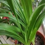 Cymbidium devonianum