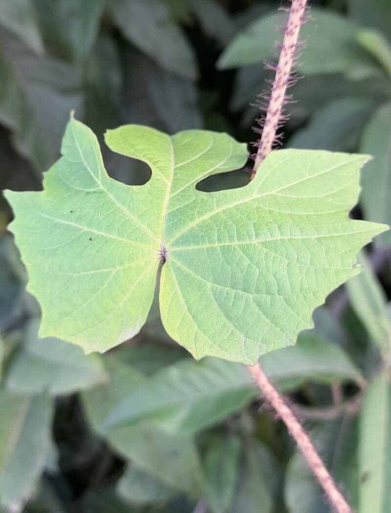 Ipomoea setosa — houseplant care guide