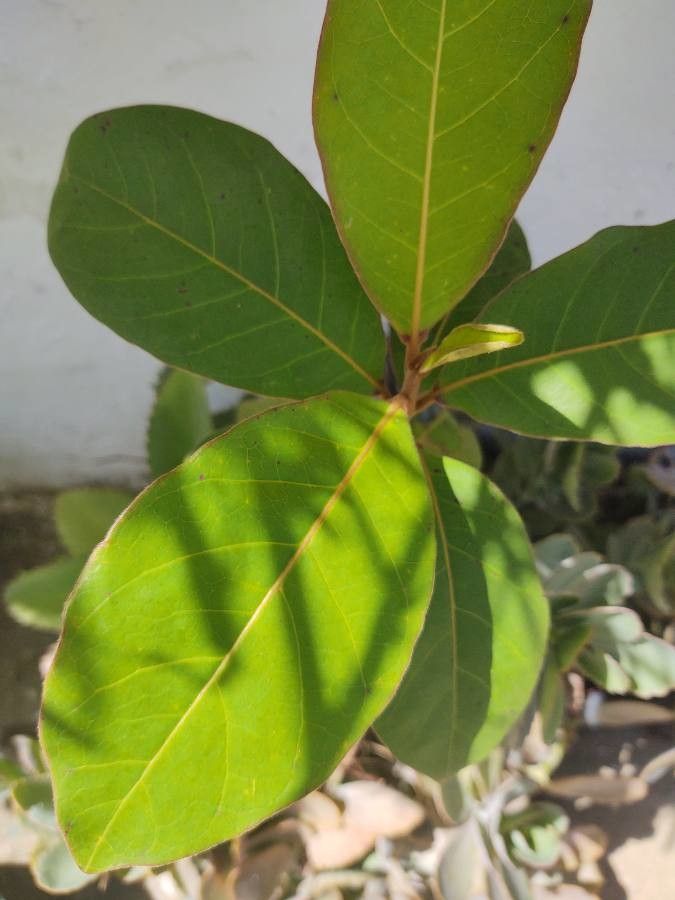 Planchonella rufocostata — houseplant care guide