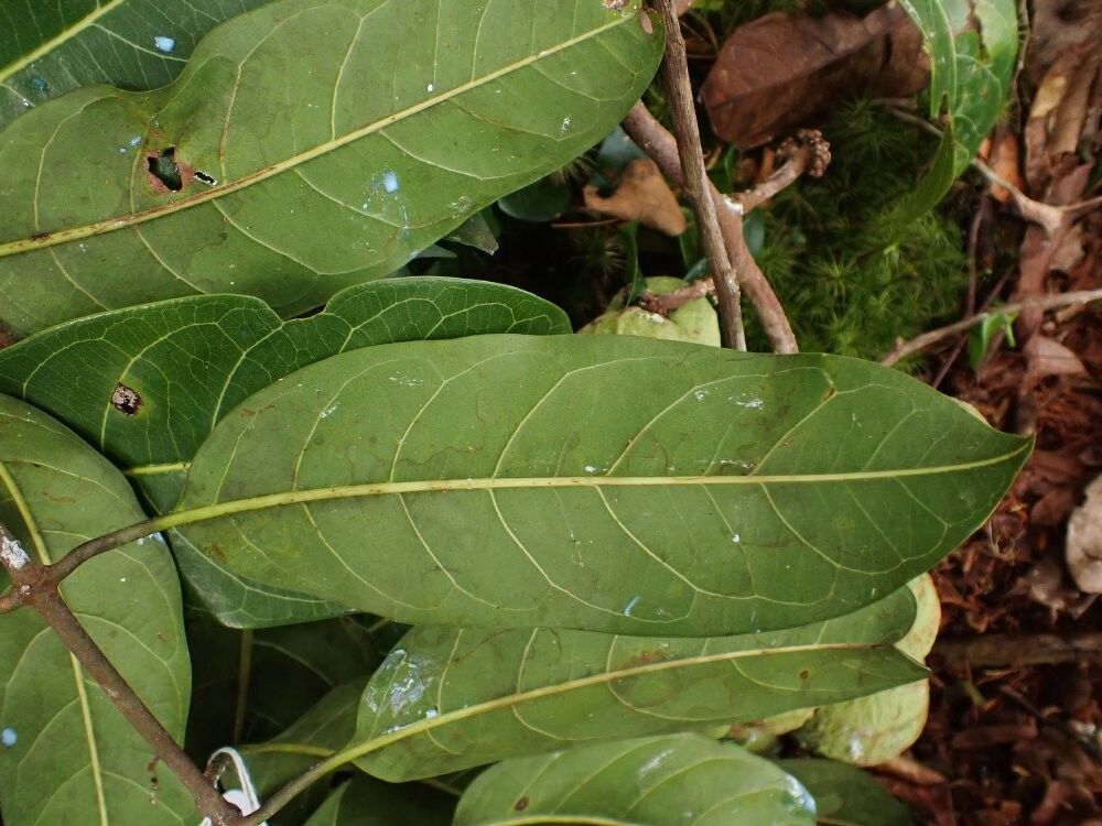 Ancylobothrys robusta other