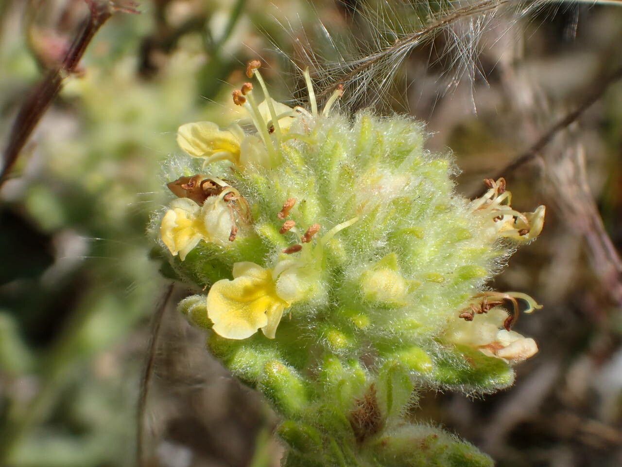 Teucrium rouyanum flower