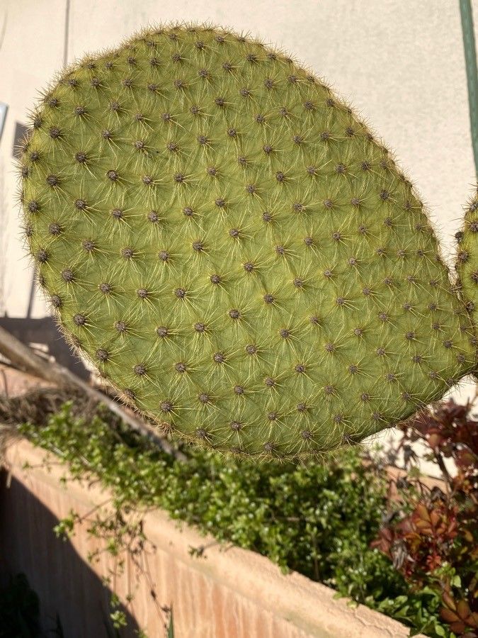 Opuntia oricola leaf