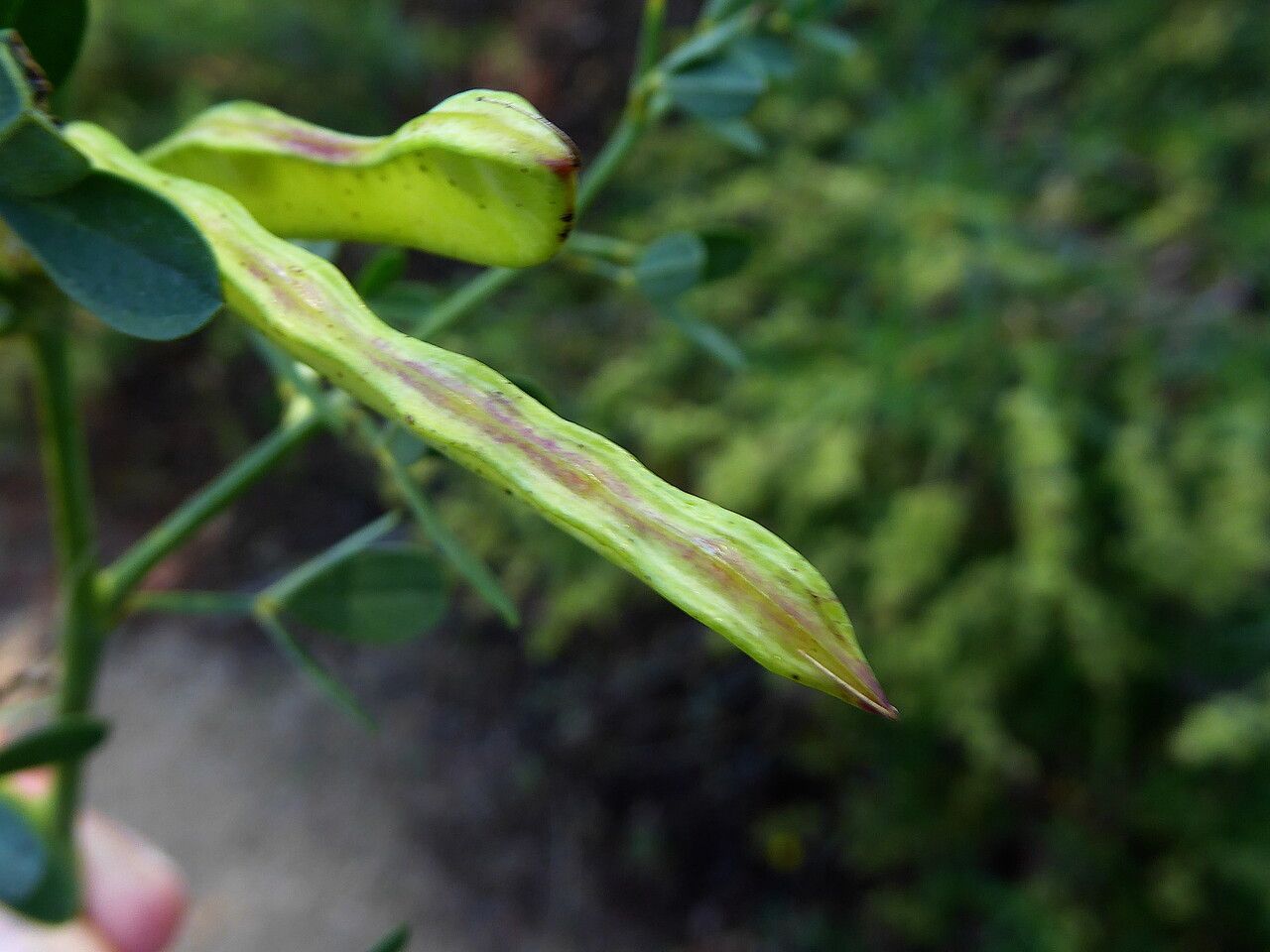 Cytisus spinosus fruit