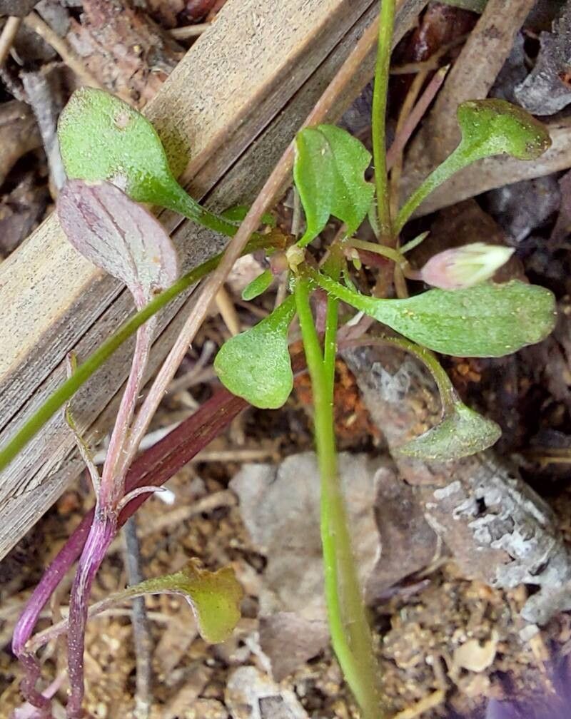 Viola heldreichiana bark