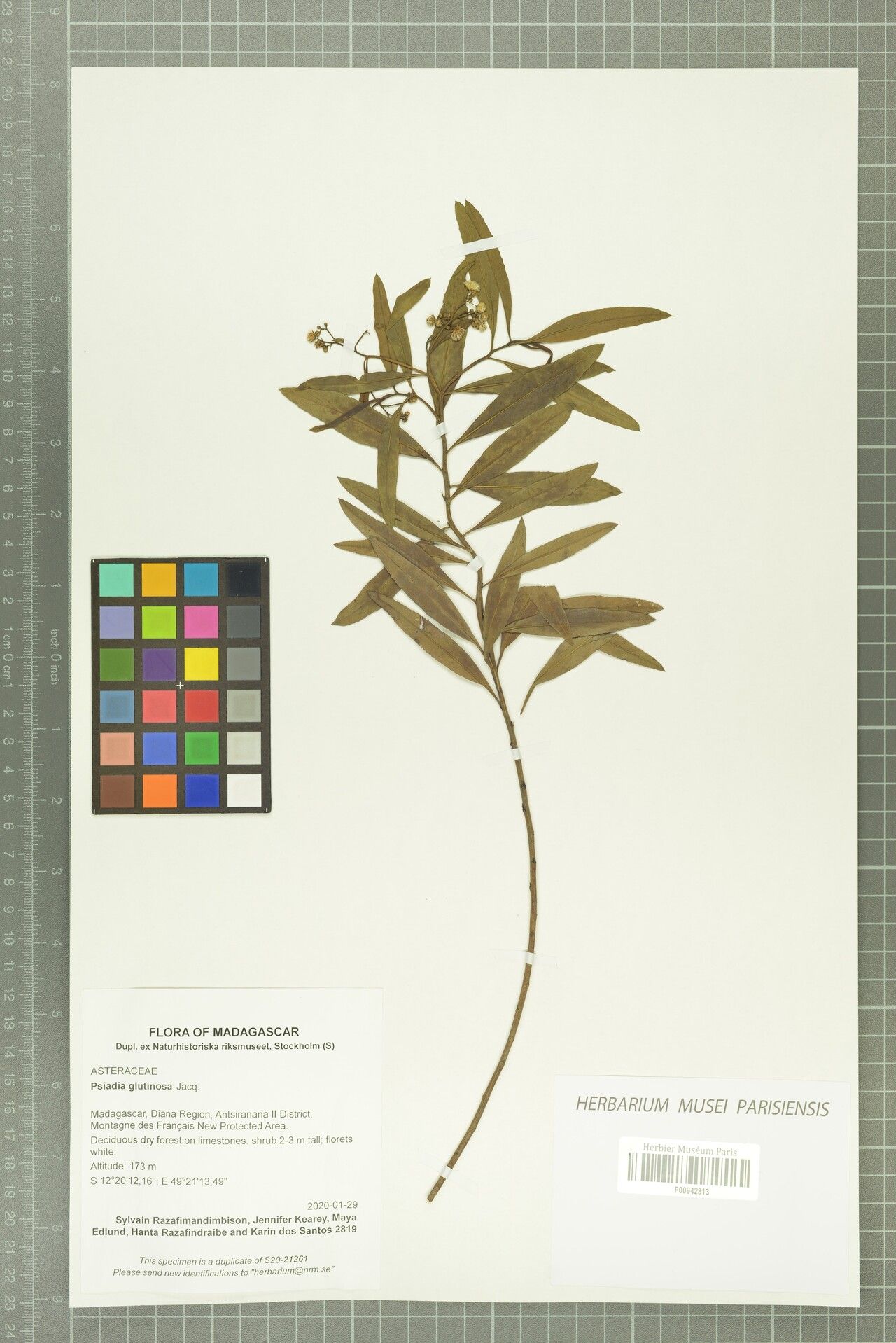 Psiadia glutinosa — houseplant care guide