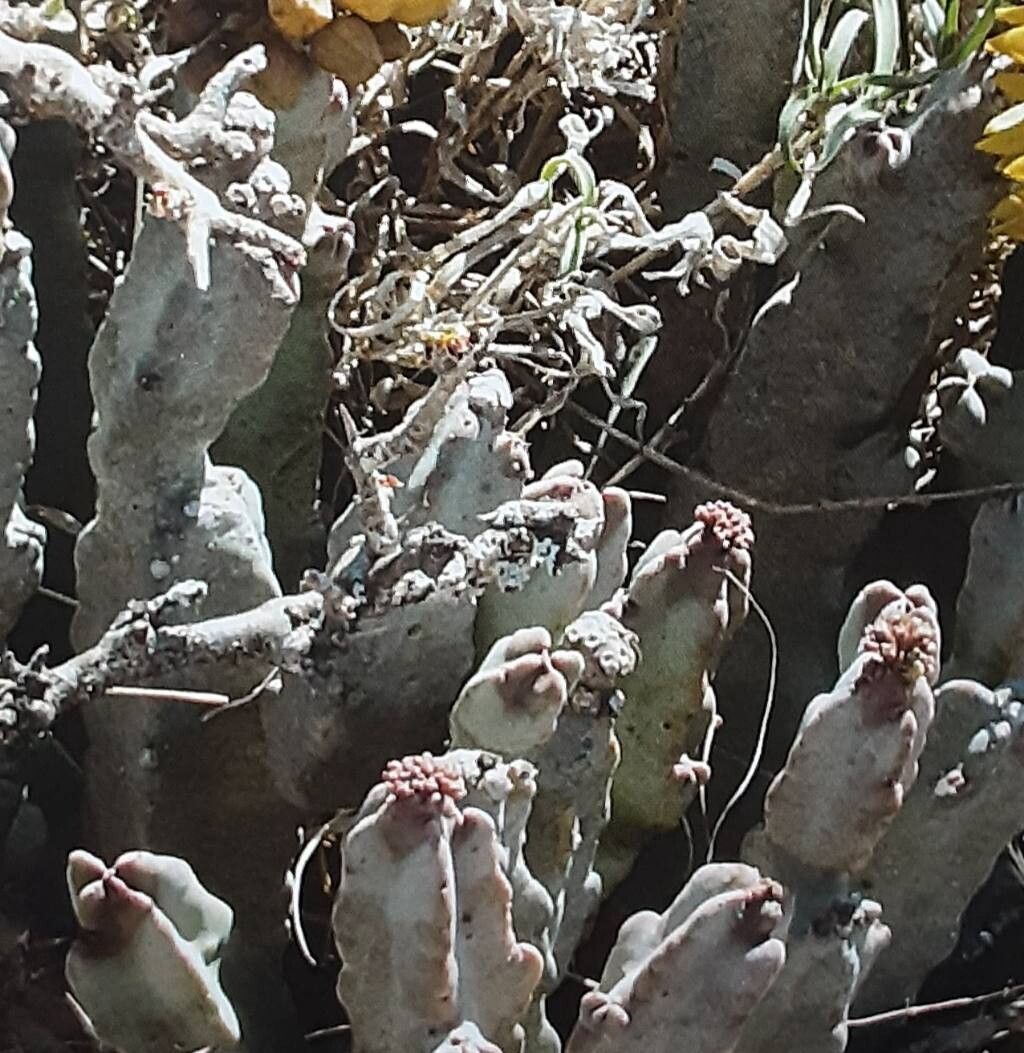 Desmidorchis flava habit