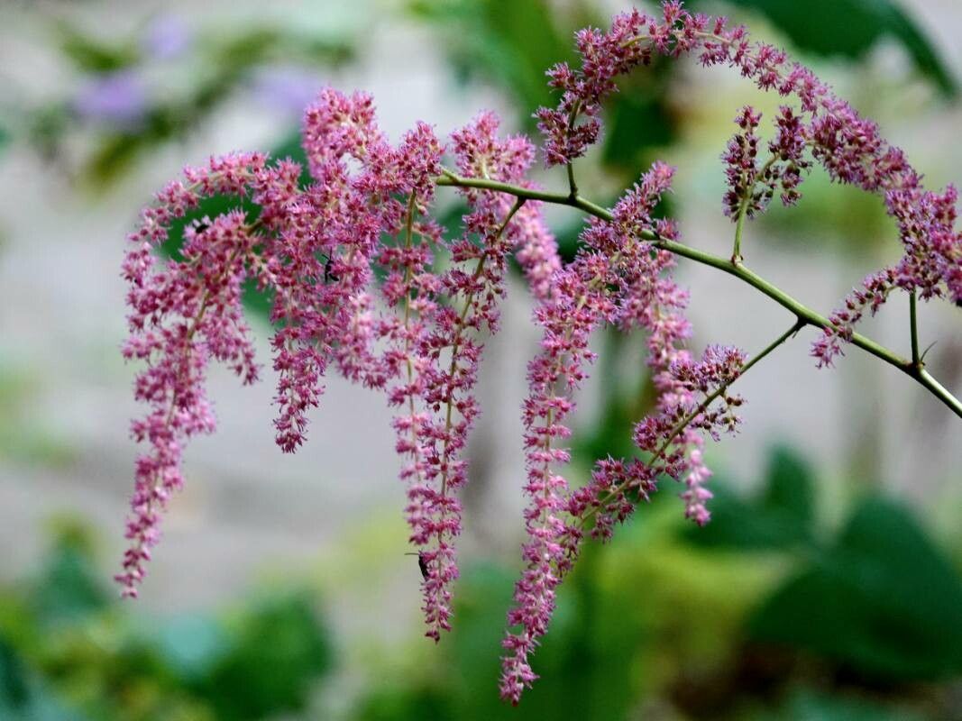 Tamarix tetrandra flower