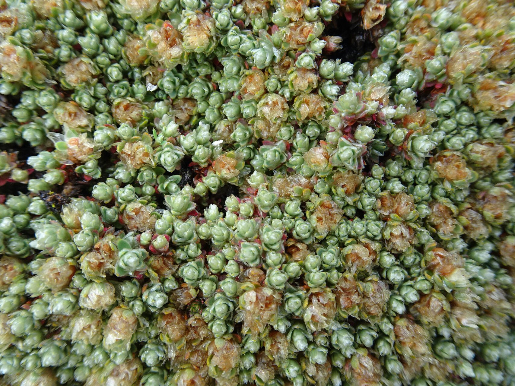 Paronychia andina flower