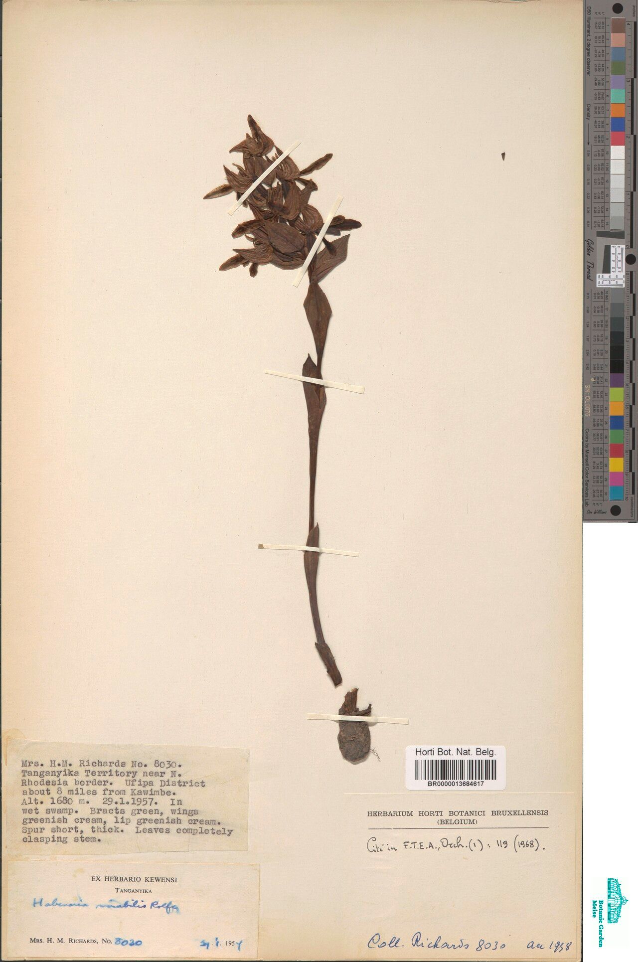 Habenaria mirabilis — search result for 'Mirabilis'