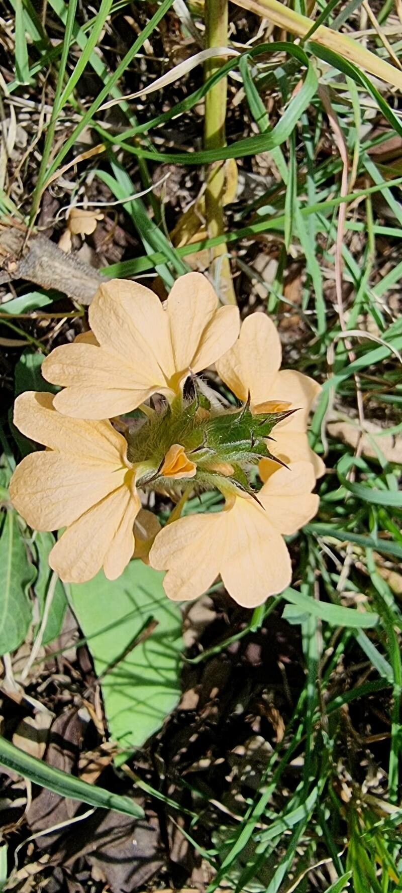 Crossandra mucronata flower