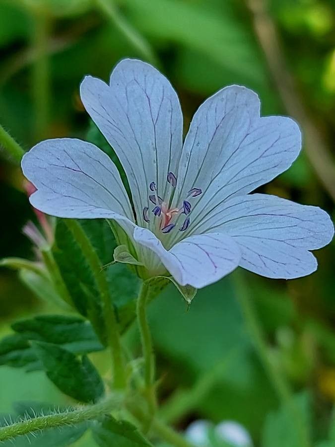 Geranium rivulare flower