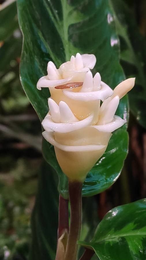 Calathea warscewiczii flower