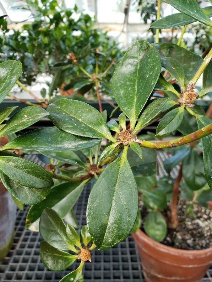 Rhododendron valentinianum — houseplant care guide