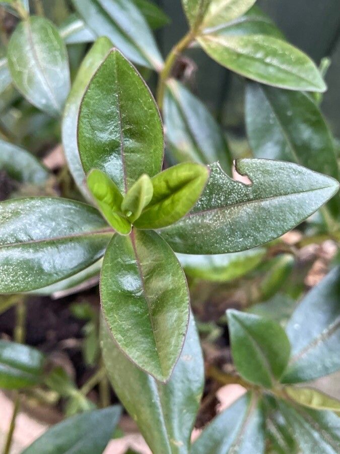 Hebe andersonii — search result for 'Plantaginaceae'