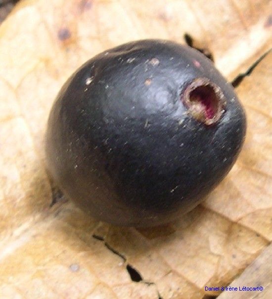 Syzygium ramilepis fruit